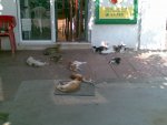 foto37